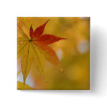 Autumn Leaf