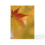 Autumn Leaf