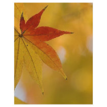 Autumn Leaf