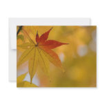 Autumn Leaf
