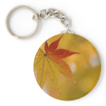 Autumn Leaf