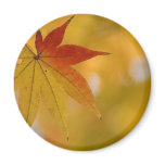 Autumn Leaf