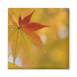 Autumn Leaf