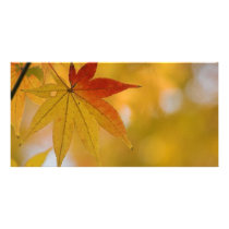 Autumn Leaf