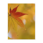 Autumn Leaf