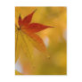 Autumn Leaf