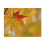 Autumn Leaf