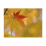Autumn Leaf
