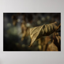 Autumn Leaf Poster