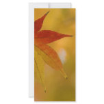 Autumn Leaf rack cards