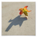 Autumn Leaf with Shadow Art Photo