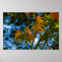 Autumn Leaves #4 Print