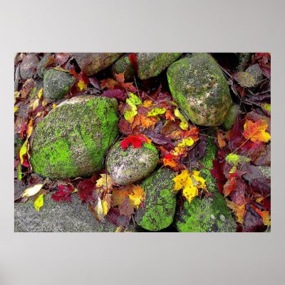 Autumn leaves and field stones,poster by GinaSignore
