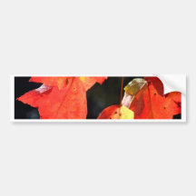 Autumn Leaves Bumper Stickers