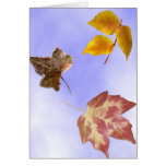 Autumn Leaves Card