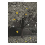 Autumn Leaves cards