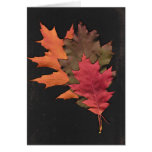Autumn Leaves Greeting Cards