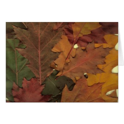 Autumn Leaves Greeting Cards by nmpics