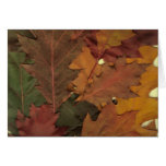 Autumn Leaves cards