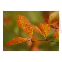 Autumn Leaves cards