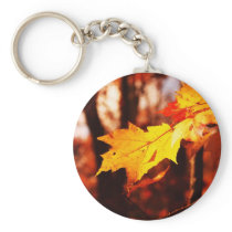 Autumn Leaves in the Poconos