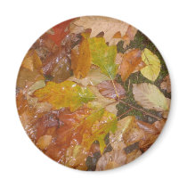 Autumn leaves in the rain magnets