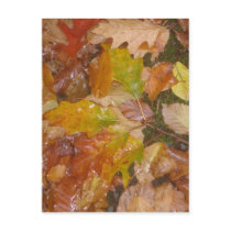 Autumn leaves in the rain postcard
