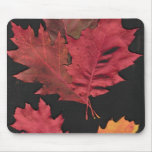 Autumn Leaves