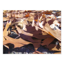 Autumn Leaves Photo