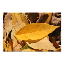 Autumn Leaves Photographic Print