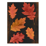 Autumn Leaves Post Card
