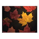 Autumn Leaves Post Cards
