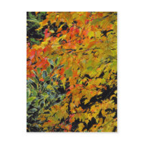 Autumn Leaves Post Cards