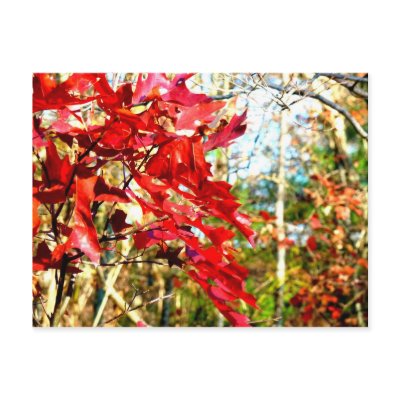 Autumn Leaves Postcard by ctek101