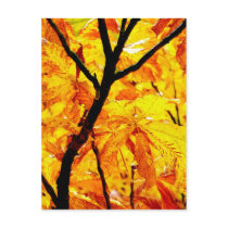 Autumn Leaves