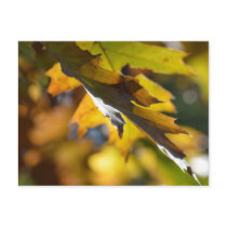 Autumn leaves wenskaarten