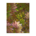 Autumn Leaves - Postcard