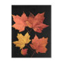 Autumn Leaves Postcard