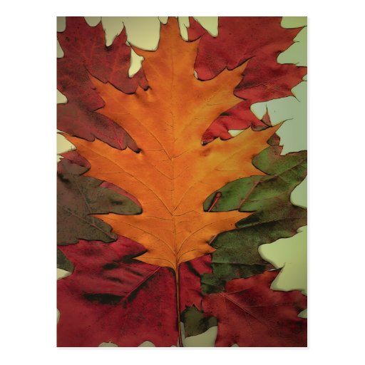 Autumn Leaves Postcard