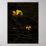 Autumn Leaves Poster