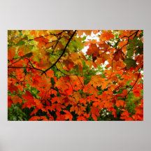 Autumn Leaves Poster