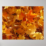 Autumn Leaves