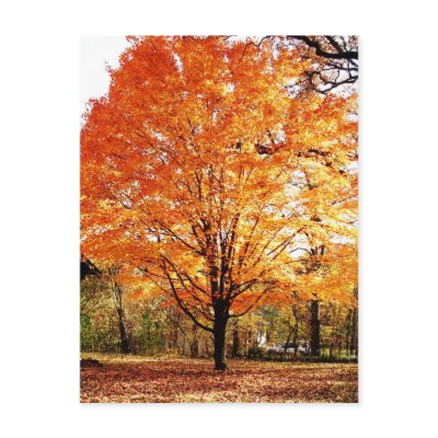 Autumn Leaves Thanksgiving Postcard by Susang6