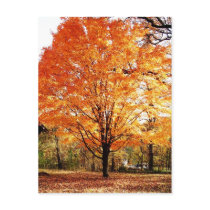 Autumn Leaves Thanksgiving Postcard