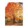 Autumn Leaves Thanksgiving Postcard