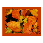 Autumn Leaves Thanksgiving Postcard