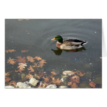 Autumn Mallard postage Cards