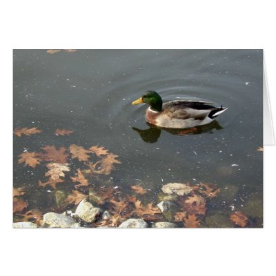 Autumn Mallard postage Cards by serenity_ii