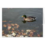 Autumn Mallard postage cards