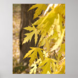 Autumn Maple - Fine Art Photography Prints